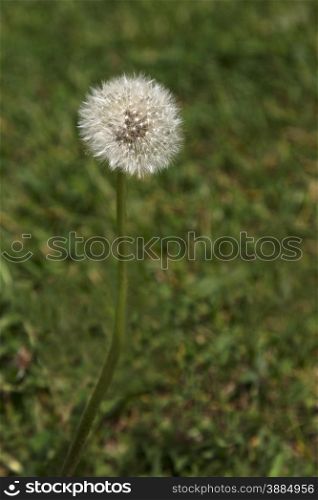 Fluffy seed head of dandelion growing on suburban lawn in vertical photograph