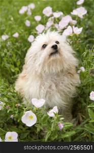 Fluffy small dog in flower field.