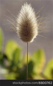 Fluffy spikelets of grass on the sand in Israel. Israel Flowers