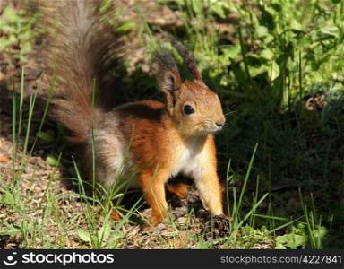 Fluffy squirrel on a background of a grass