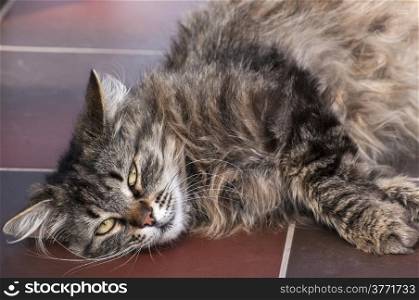 Fluffy tabby cat lying on floor tiles