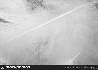 fluffy white feather pattern texture background