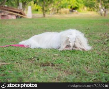 Fluffy white shih tzu dog on grass outdoor.