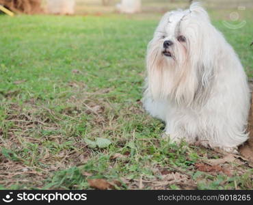 Fluffy white shih tzu dog on grass outdoor.
