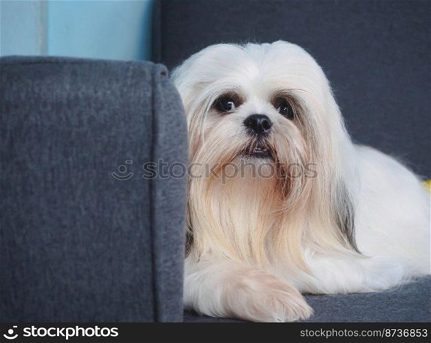 Fluffy white Shih Tzu dog on the sofa at home.