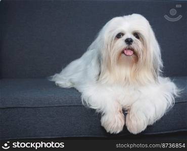 Fluffy white Shih Tzu dog on the sofa at home.