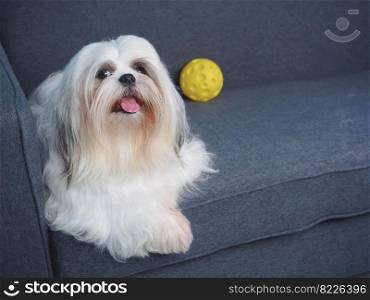 Fluffy white Shih Tzu dog with a yellow ball on the sofa at home.
