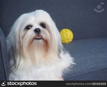 Fluffy white Shih Tzu dog with a yellow ball on the sofa at home.