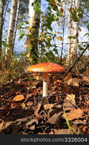 fly agaric