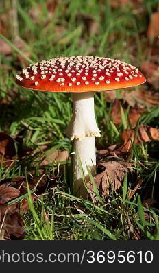 Fly agaric