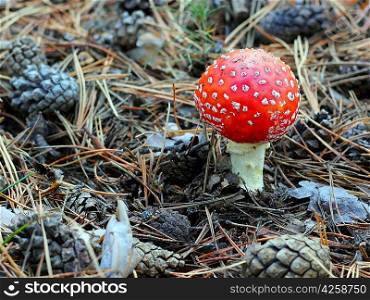 fly agaric in forest