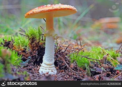 fly agaric in forest