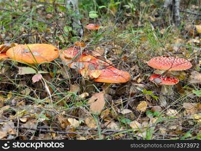 fly-agaric in grass in forest