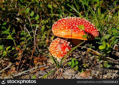 Fly Agaric in grass on a forest. Fly amanita  Amanita muscaria  mushrooms closeup in the nature