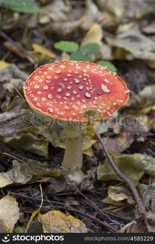 Fly agaric, mushroom in the autumn background