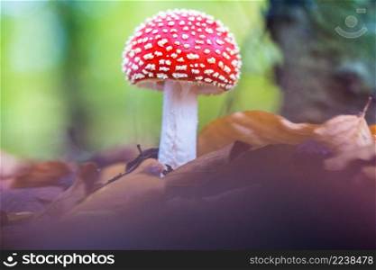 Fly agaric or Fly amanita (Amanita muscaria) is a basidiomycete of the genus Amanita. It is also a Muscimol mushroom. Wild mushrooms, Netherlands.. Red toad stools actual name - Fly Agaric (Amanita muscaria)
