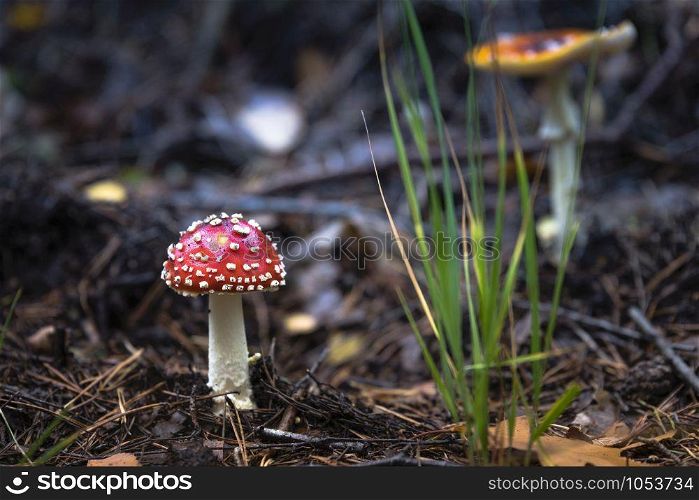 fly agaric red mushroom with white dots in the forest. fly agaric red mushroom