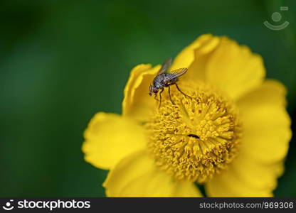 fly and small bug perching on a yellow blossom