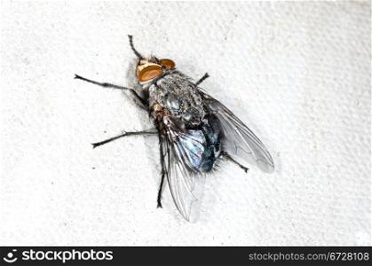 fly, Callipohora