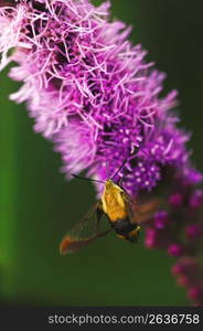 Fly feeding on flower, close-up