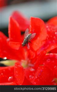 fly on big red flower close up