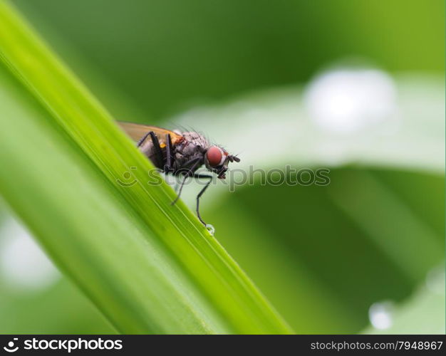 Fly on flower