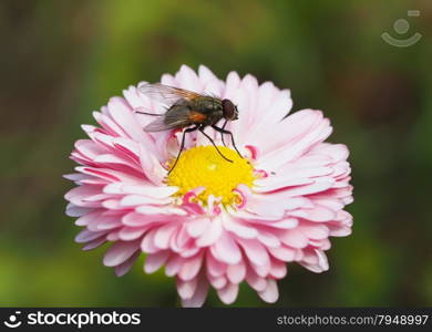 Fly on flower