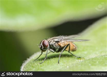 Fly on the leaf