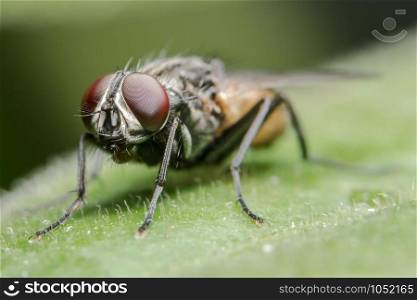 Fly on the leaf