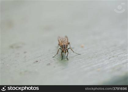 fly perched on a wooden table