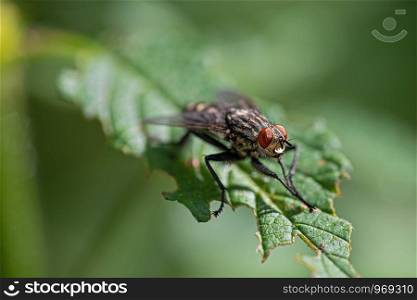 fly perching on a leaf close up