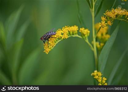 fly perching on a yellow flower