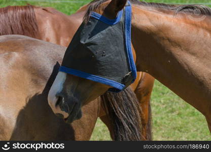 Fly protection mask for horses optimally protects the horse against insect