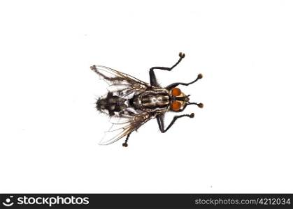 fly, Sarcophaga carnaria L.