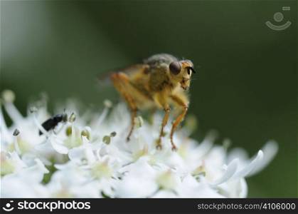 Fly sat on a flower
