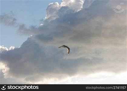 Fly sea gull in evening sky