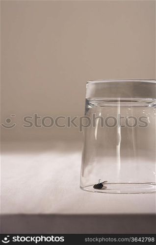 Fly under glass on table