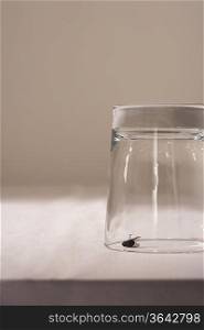 Fly under glass on table