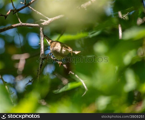 flycatcher bird