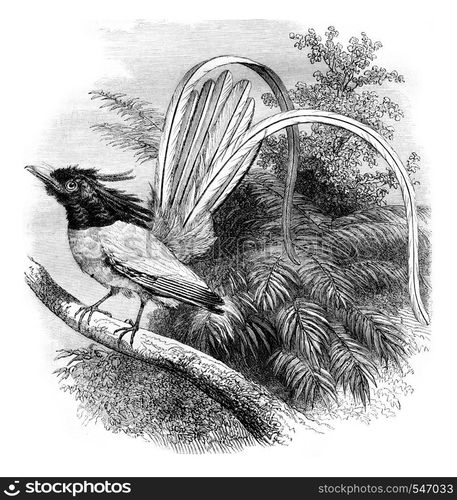 Flycatcher of paradise, vintage engraved illustration. Magasin Pittoresque 1861.