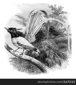 Flycatcher of paradise, vintage engraved illustration. Magasin Pittoresque 1861.