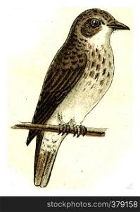 Flycatcher, vintage engraved illustration. From Deutch Birds of Europe Atlas.