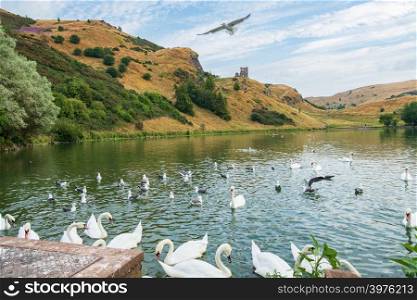 Flying and swimming birds at St Margaret&rsquo;s Loch and ruins of St Anthony&rsquo;s chapel in the background, Edinburgh, Scotland.