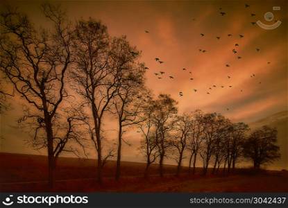 Flying birds. Autumn evening landscape.