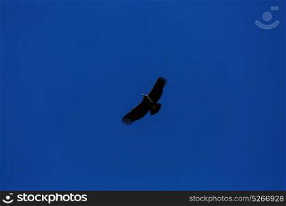 Flying condor in the Colca canyon,Peru