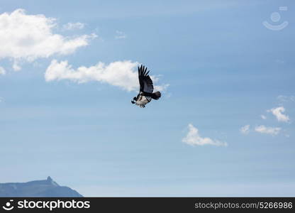 Flying condor in the Colca canyon,Peru