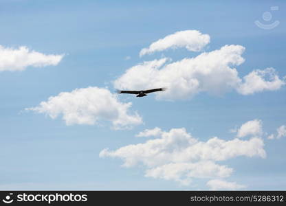 Flying condor in the Colca canyon,Peru