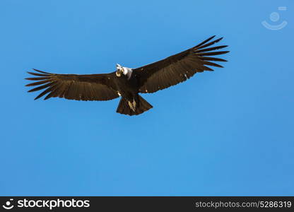 Flying condor in the Colca canyon,Peru