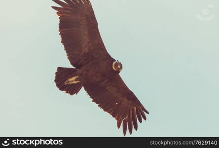 Flying condor in the Colca canyon,Peru