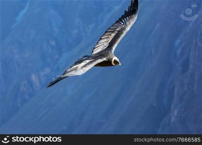 Flying condor in the Colca canyon,Peru, South America